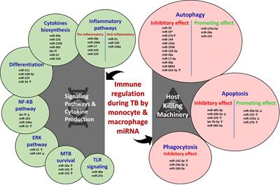 Monocyte and Macrophage miRNA: Potent Biomarker and Target for Host-Directed Therapy for Tuberculosis